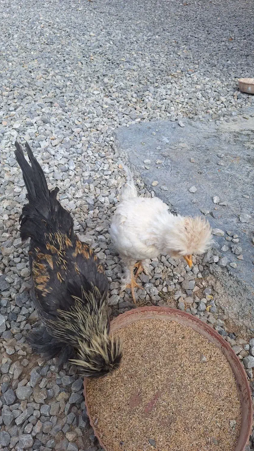 فروش جوجه|پرنده|سمیرم, |دیوار