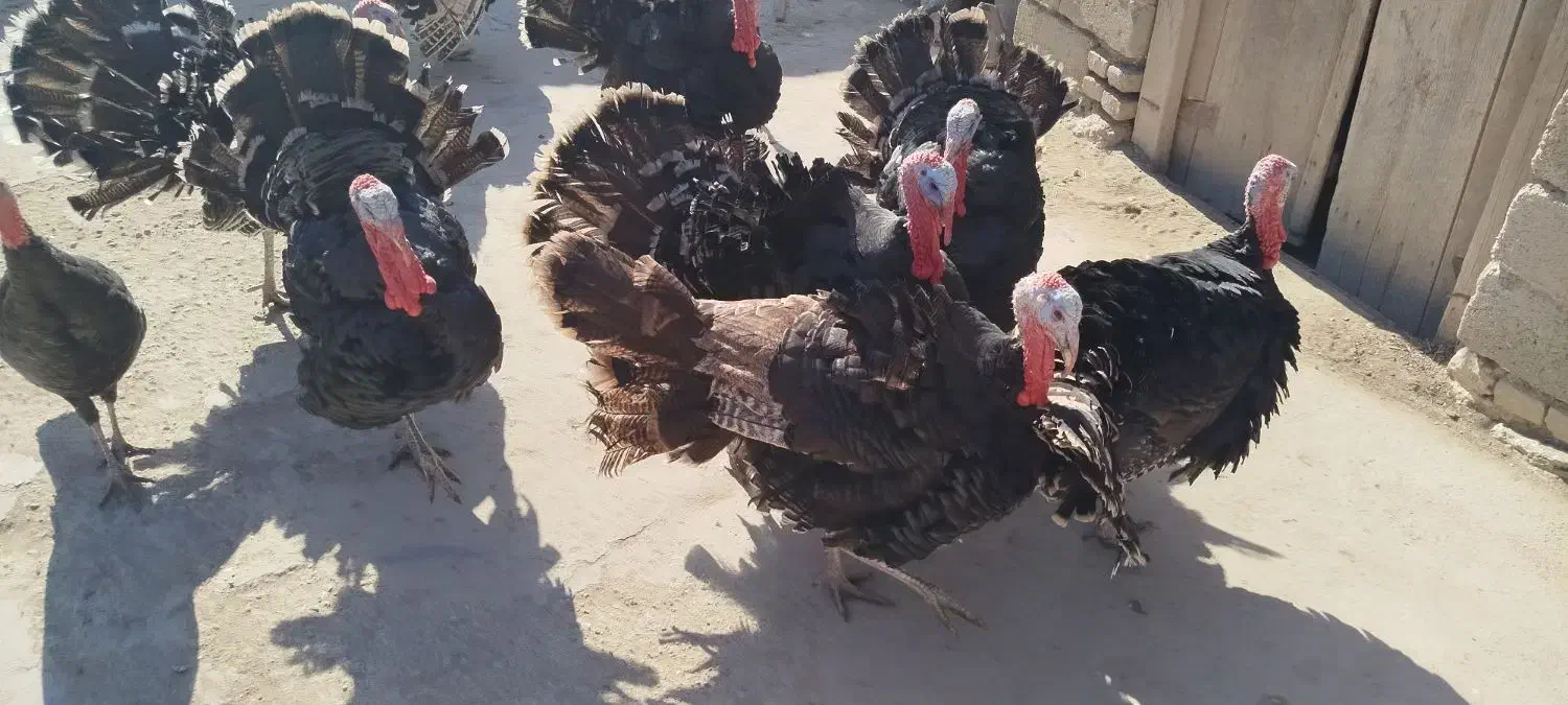 بوقلمون|حیوانات مزرعه|بناب, |دیوار