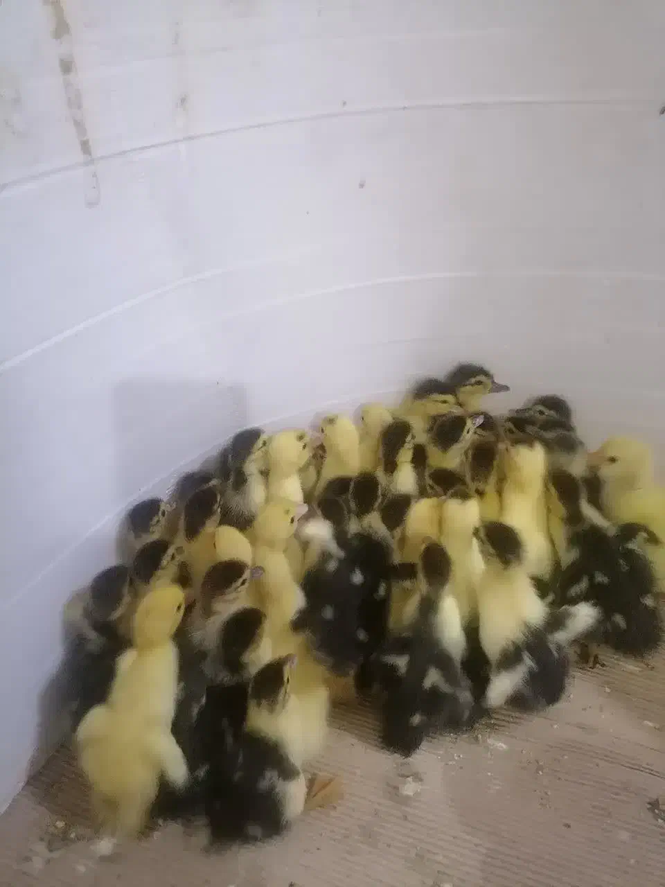 اردک یک روزه|حیوانات مزرعه|قم, نخودی|دیوار