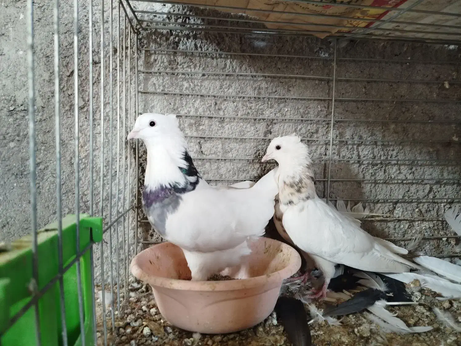 طوقی . سوسک آبادانی|پرنده|بافق, |دیوار