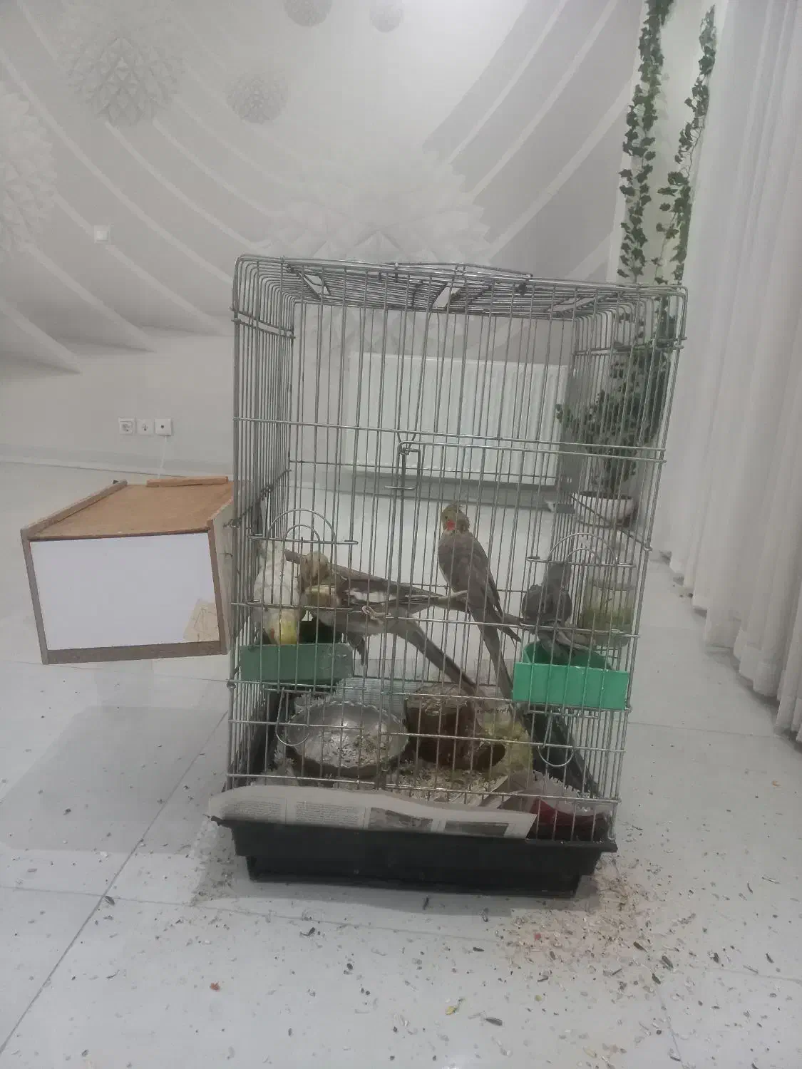 عروس هلندی مولد|پرنده|شاهینشهر, فدک|دیوار