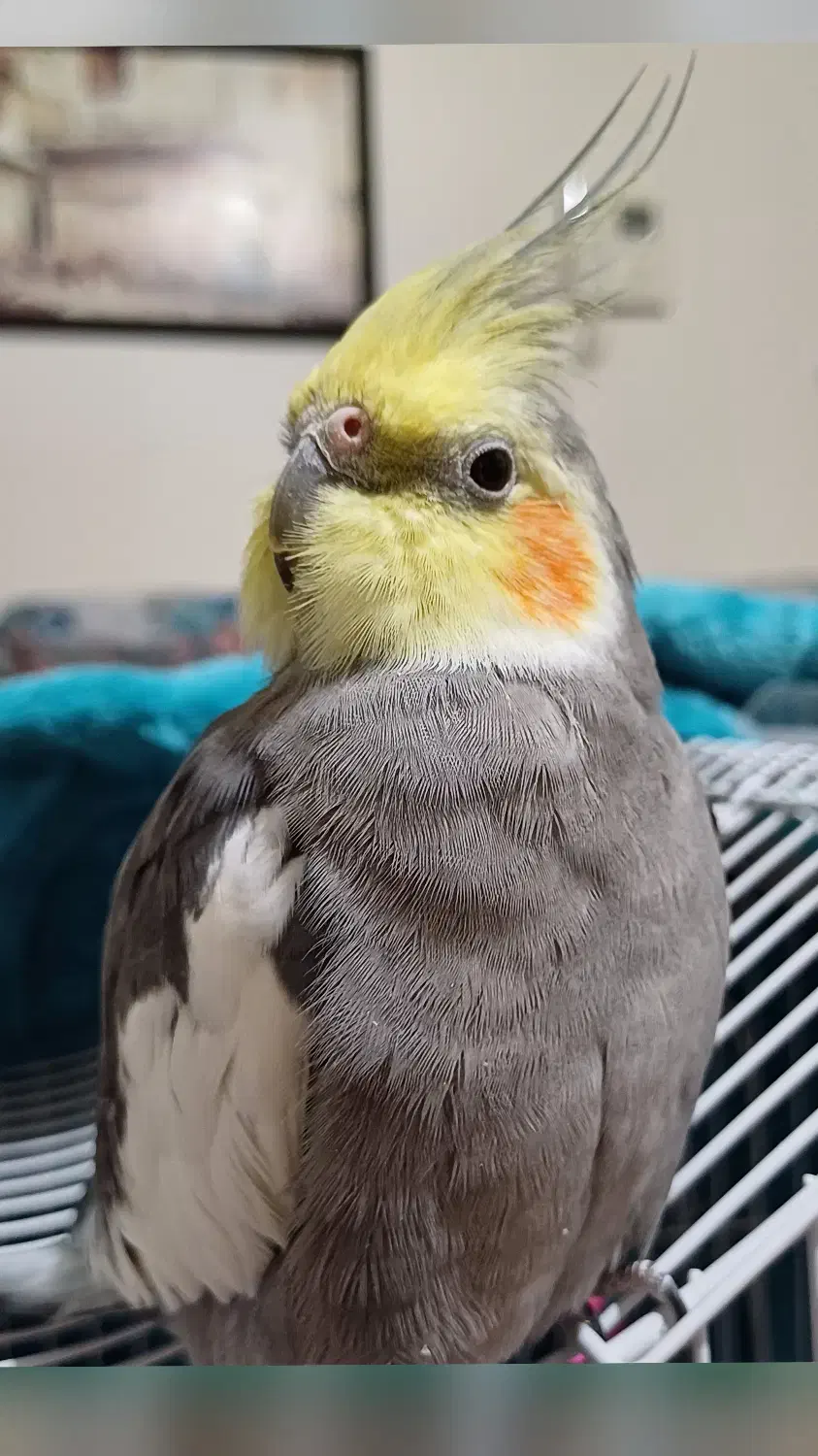 عروس هلندی سینامون نر گمشده|حیوانات|پرند, فاز ۴|دیوار