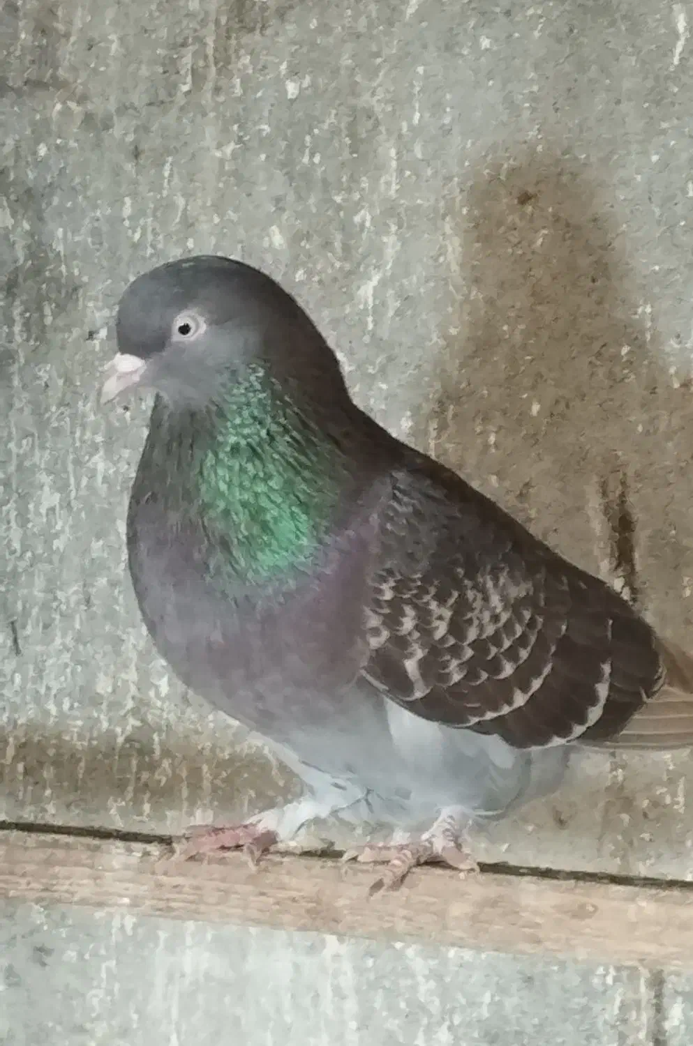 کبوتر|پرنده|رشت, کوی طالقانی|دیوار