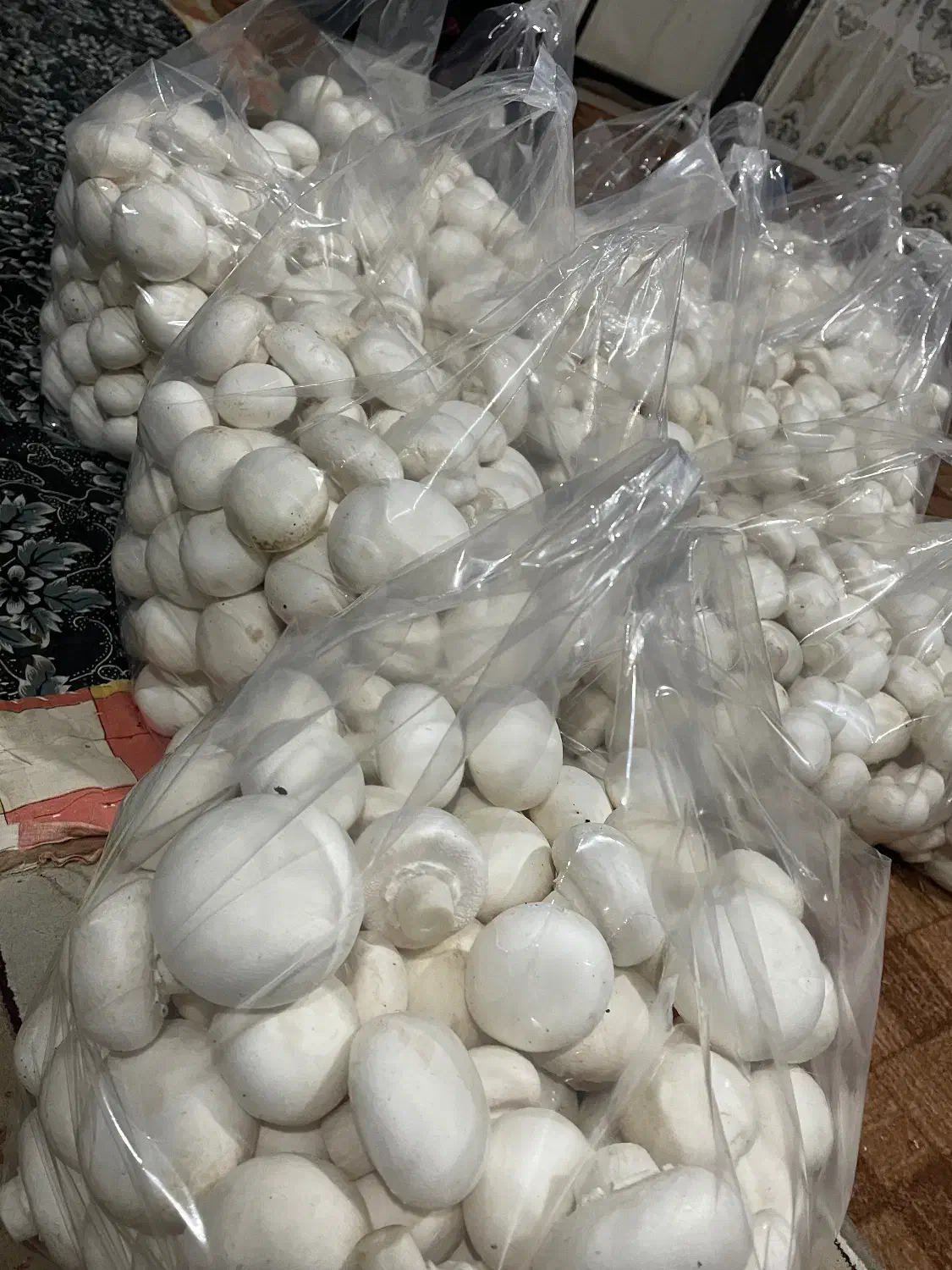 قارچ درجه1|خوردنی و آشامیدنی|قیدار, |دیوار