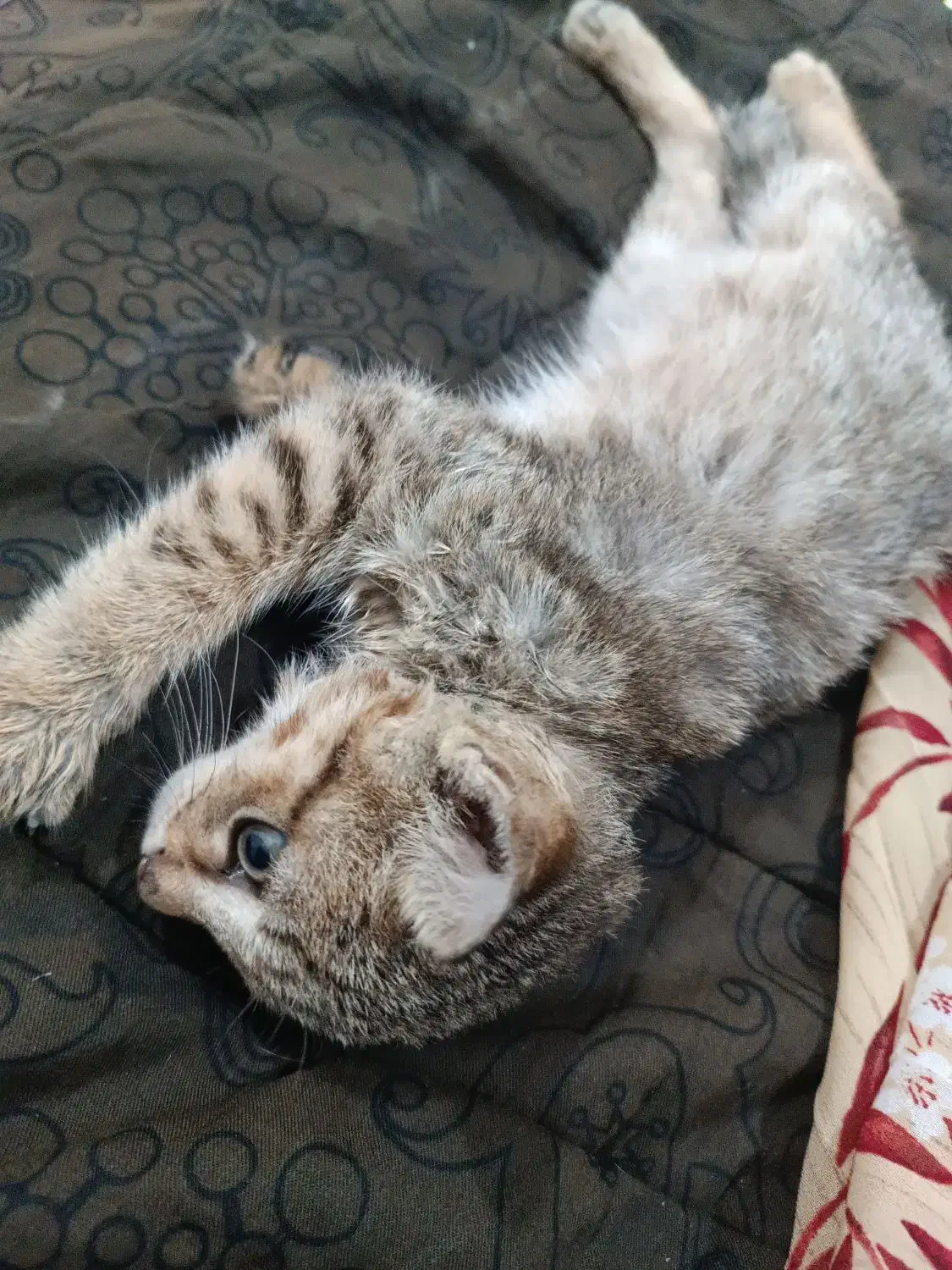 واگذاری بچه گربه نر|گربه|چمران, |دیوار