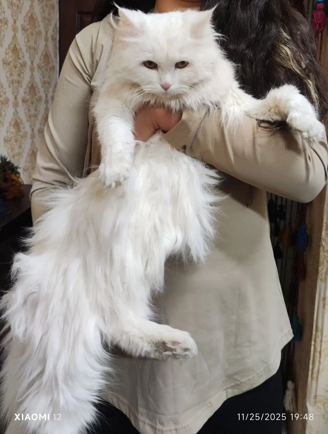 گربه پرشین فروشی|گربه|کرمان, |دیوار