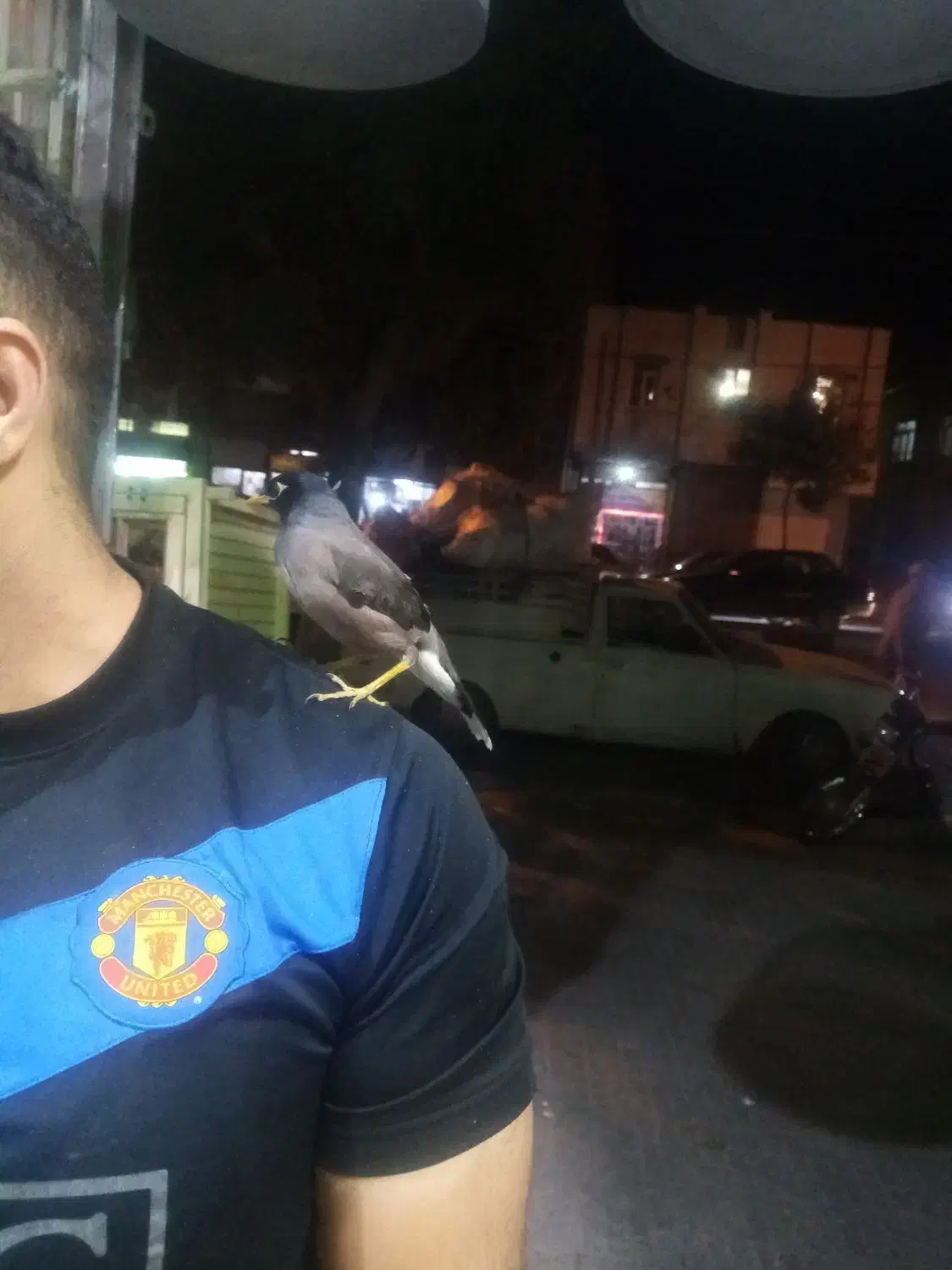 مینا بازی گوش|پرنده|کرمانشاه, |دیوار