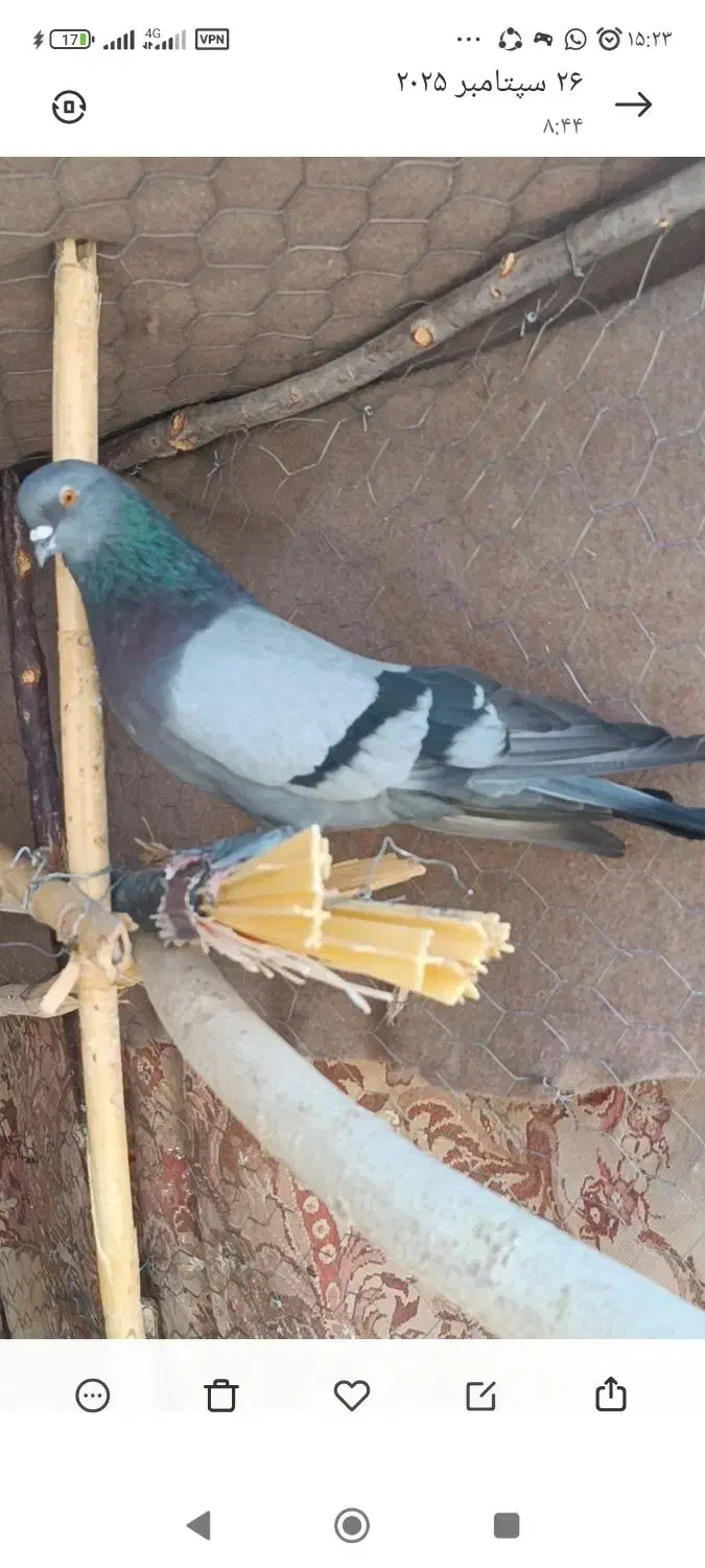 سبز اصیل قدیم نصل خان|پرنده|ریگان, |دیوار