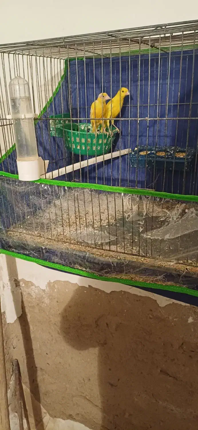 ۳جفت قناری|پرنده|جیرفت, |دیوار