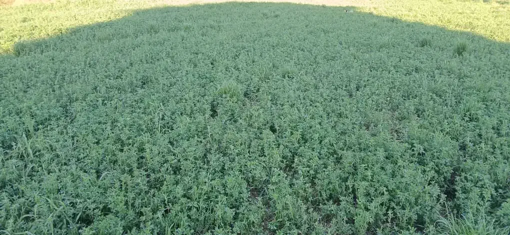 بذر یونجه تضمینی|خدمات باغبانی و درختکاری|بهبهان, |دیوار