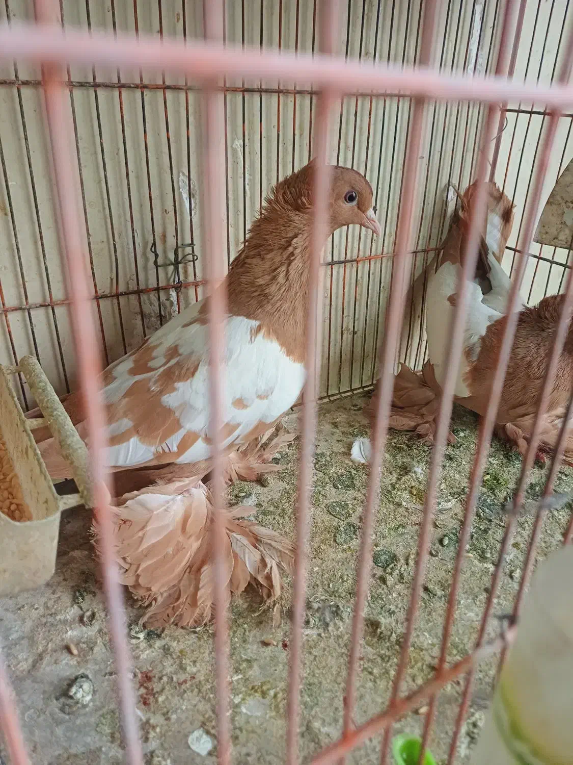 کبوتر ساری کوینح|پرنده|تبریز, |دیوار