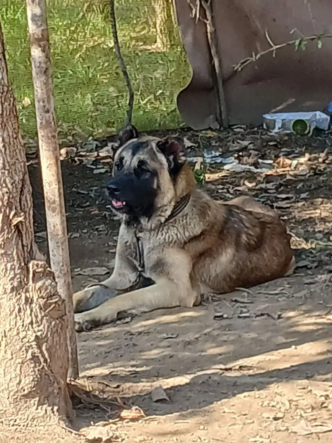 سگ سراب|سگ|رشت, آتشگاه|دیوار