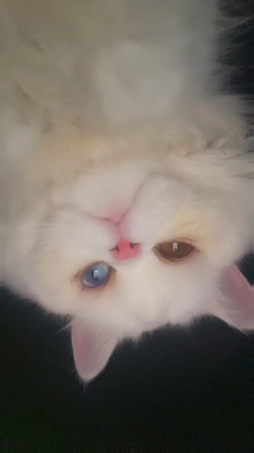 گربه پرشین اسکاتیش|گربه|رشت, دیلمان|دیوار