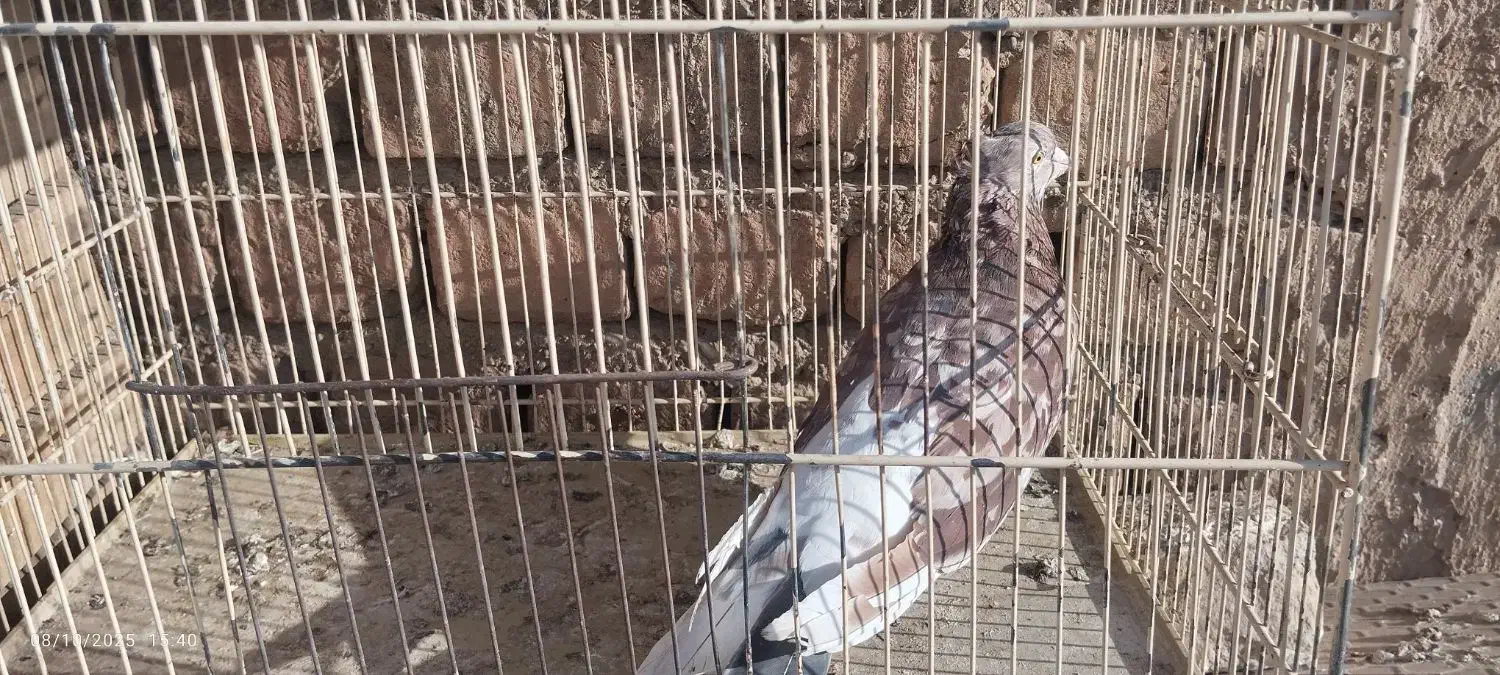 کبوتر|پرنده|قم, آزادگان|دیوار
