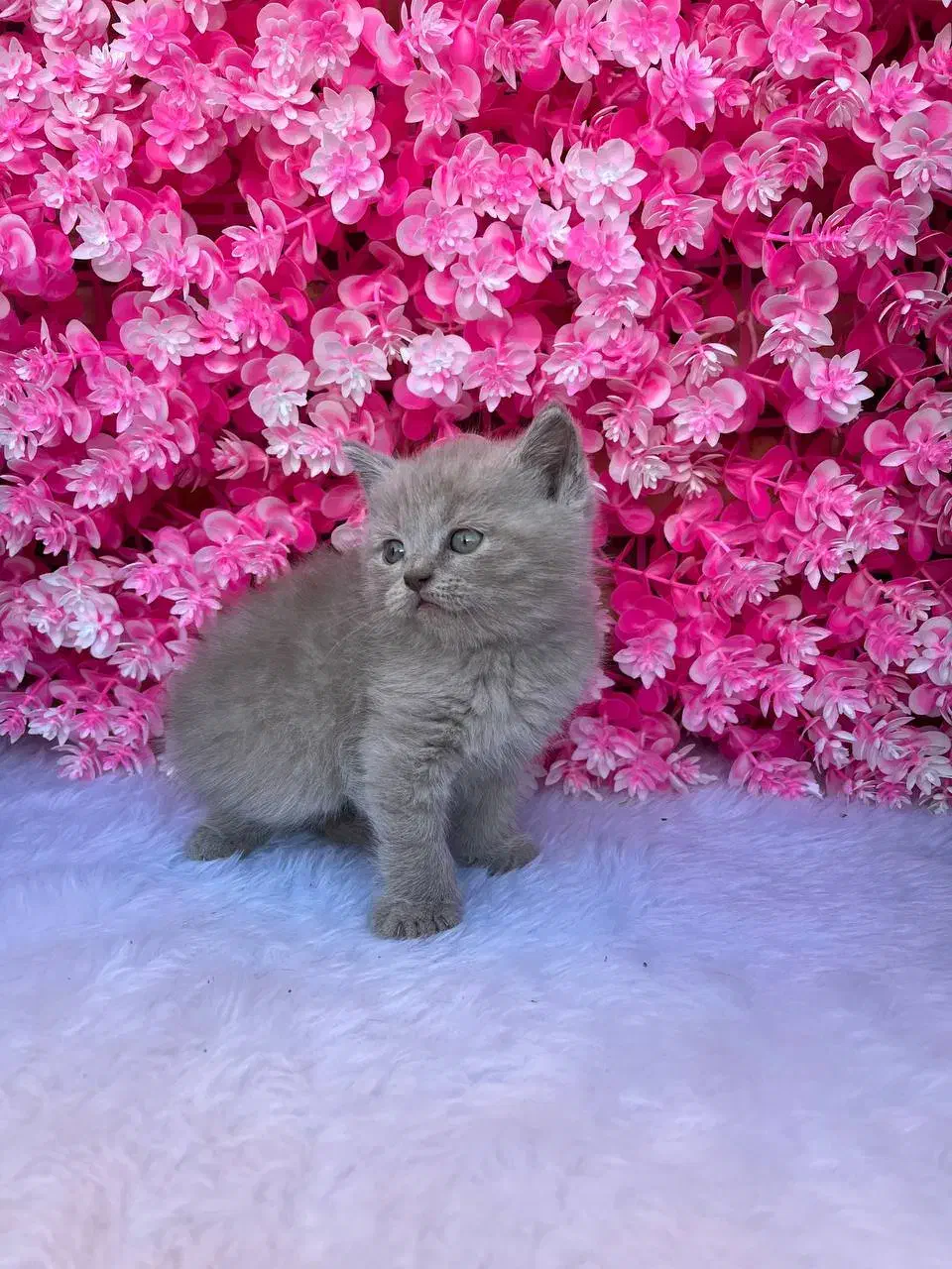 بریتیش (اسکاتیش) رنگ کم یاب لیلاک|گربه|قائم‌شهر, |دیوار