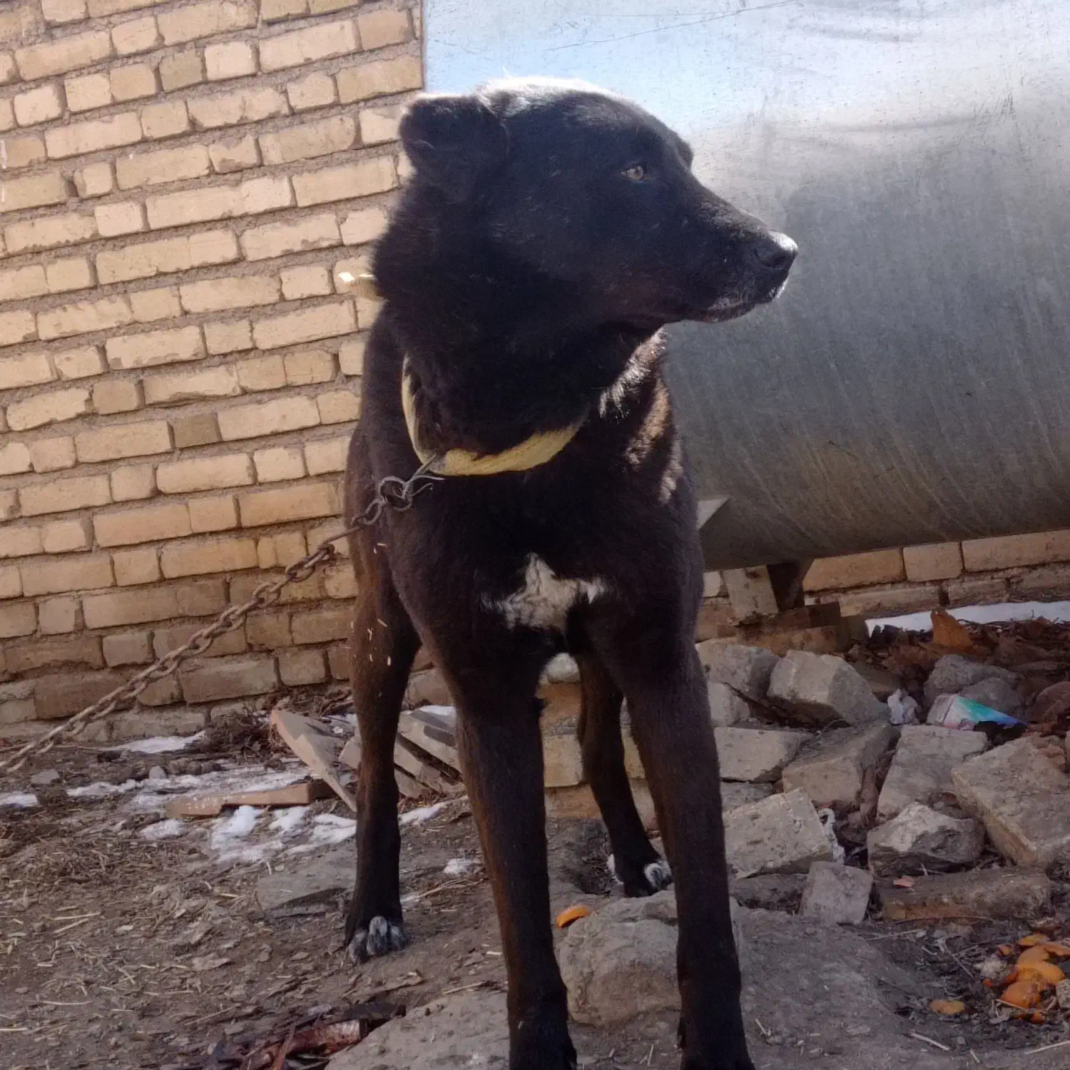 سگ آدمی|سگ|ملایر, |دیوار