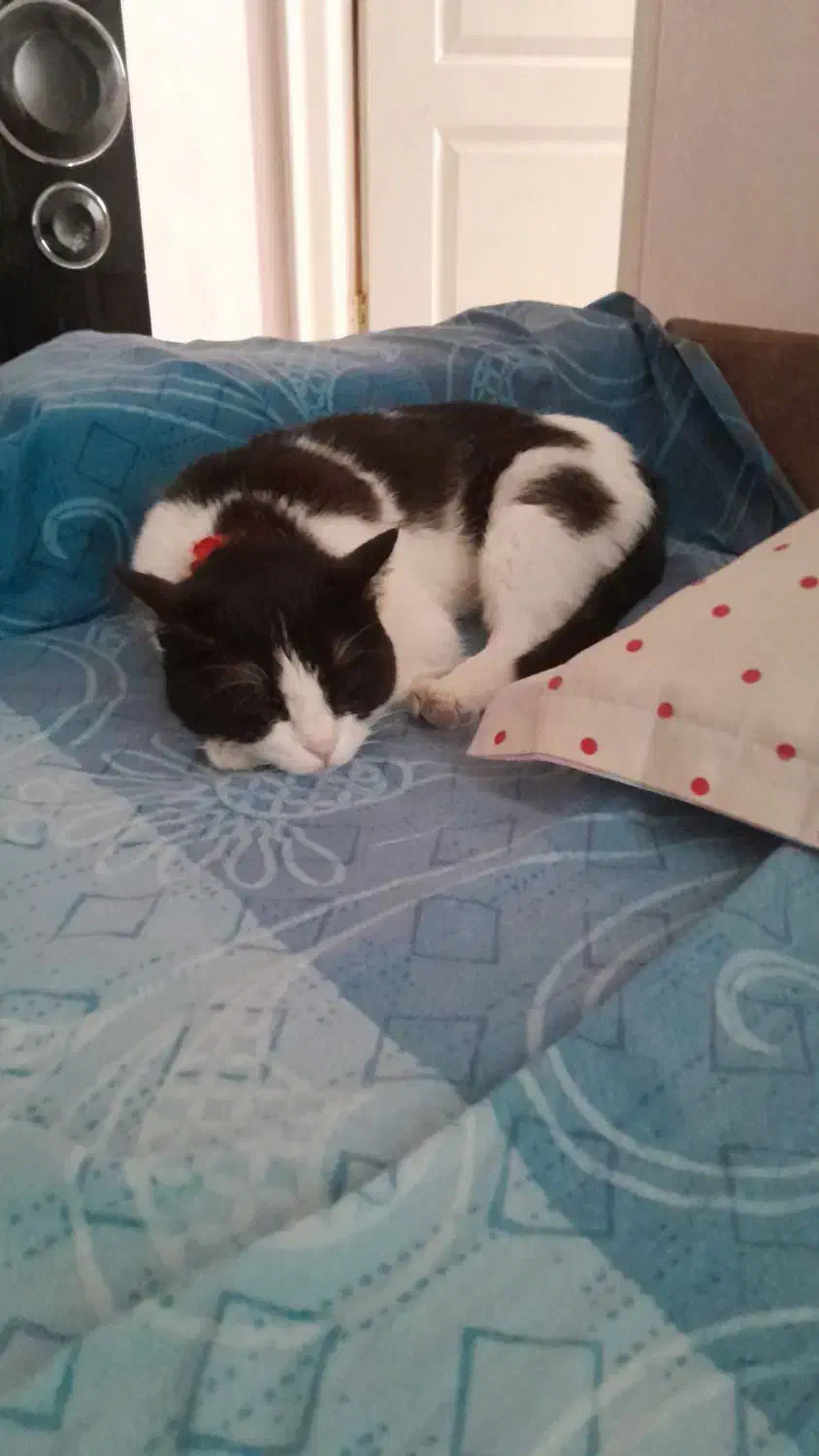 واگذاری گربه ماده تاکسیدو|گربه|کرج, گلشهر|دیوار