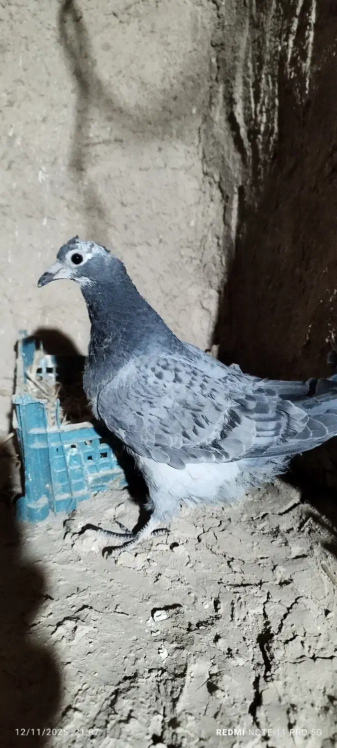 پلاکی جوجه|پرنده|آبکوه, |دیوار