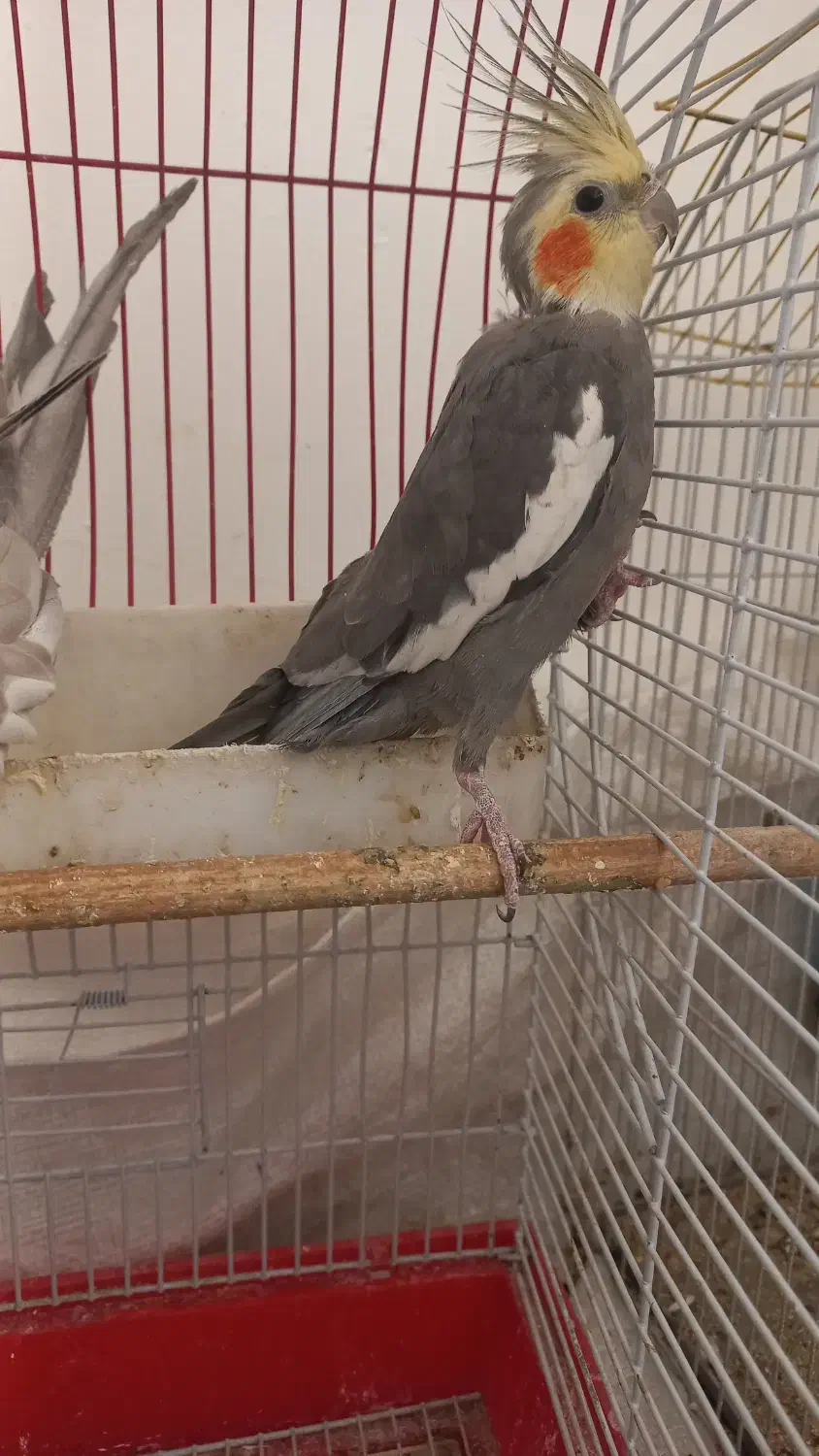 یه جفت عروس هلندی|پرنده|کرمان, |دیوار