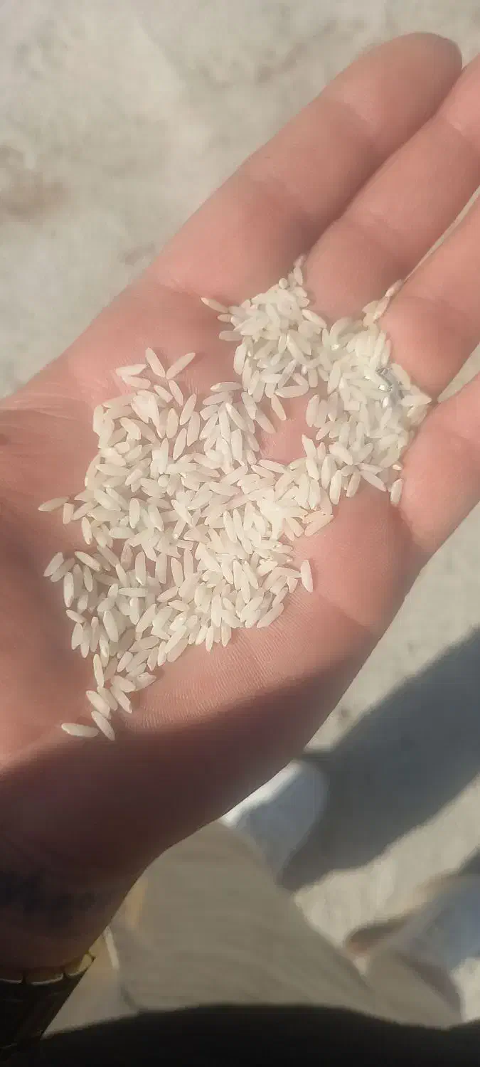 برنج دورود لرستان عطری و درجه یک|خوردنی و آشامیدنی|فرمهین, |دیوار