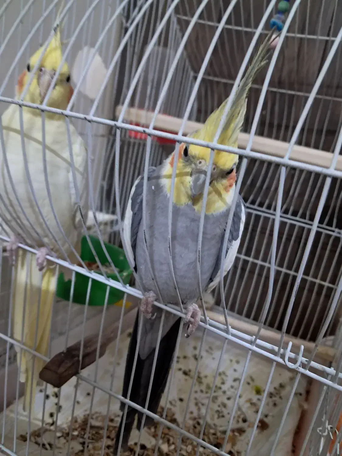 عروس هلندی مولد نر و ماده یه جفت|پرنده|همدان, |دیوار