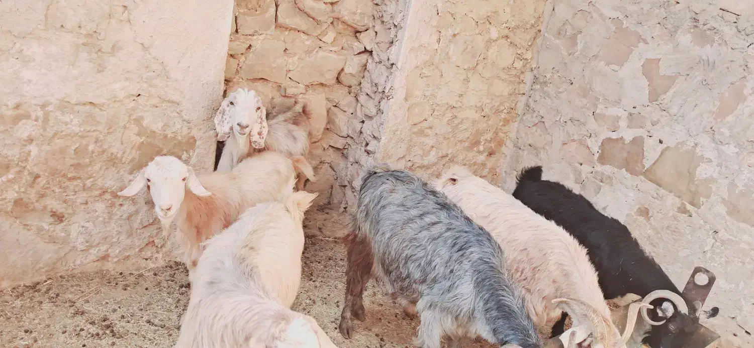 فروش بز|حیوانات مزرعه|دیشموک, |دیوار