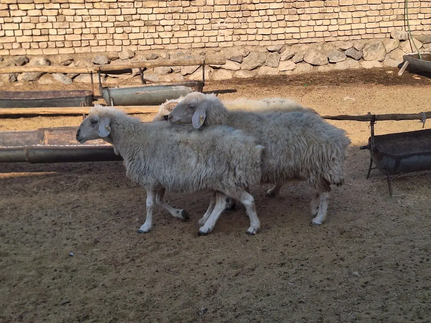 میش جوان|حیوانات مزرعه|فولادشهر, زاینده رود|دیوار