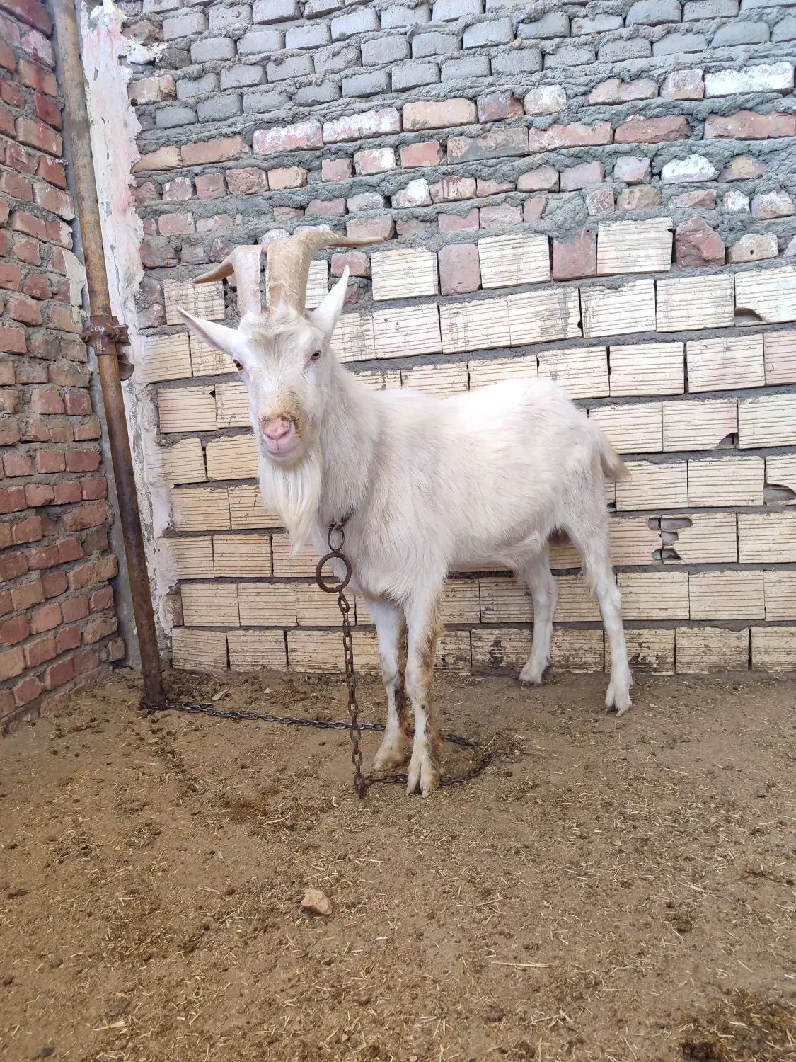 نر بز سانن|حیوانات مزرعه|زاهدان, |دیوار