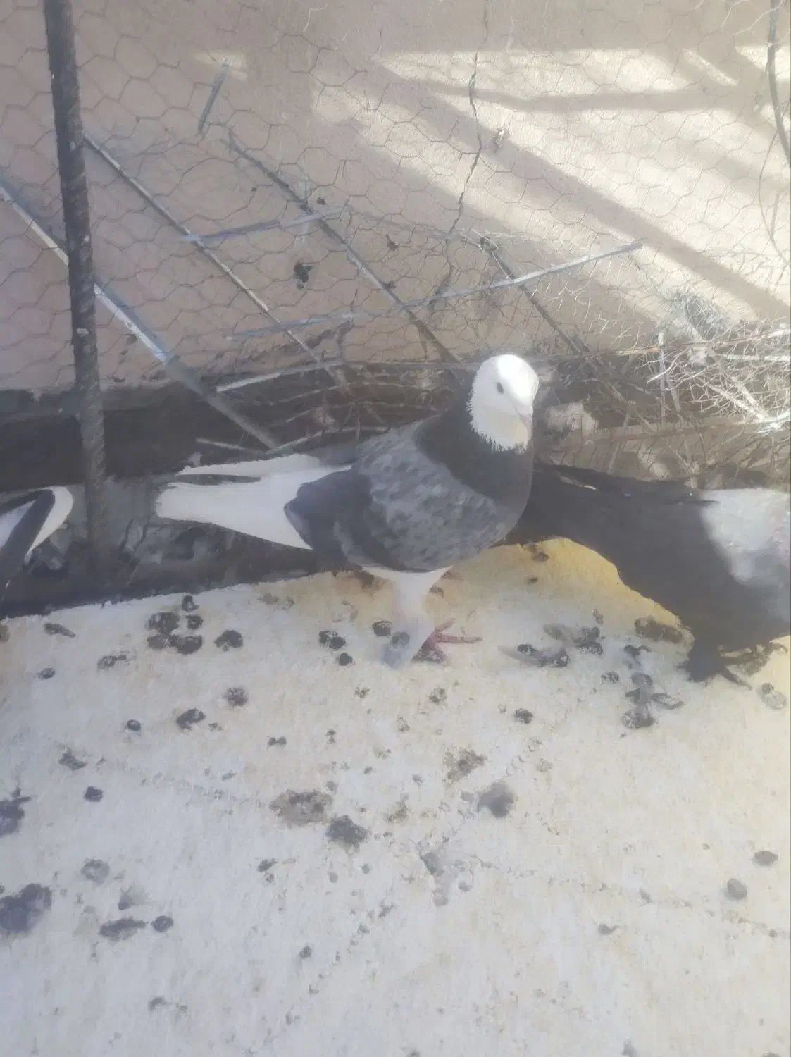 سبز پلنگ نر گنبکی|پرنده|فهرج, |دیوار