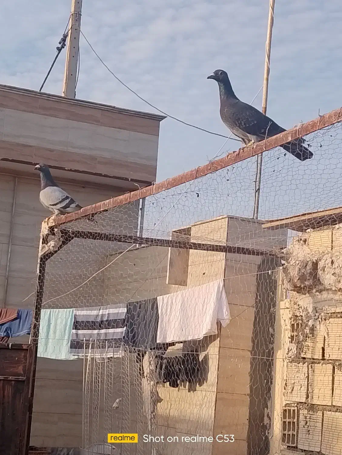 کفتر|پرنده|گناباد, |دیوار