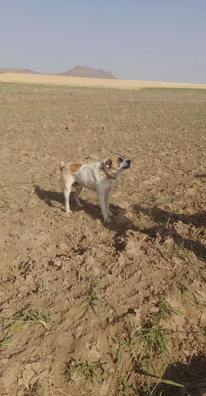 سگ گله گمشده|حیوانات|ابهر, |دیوار