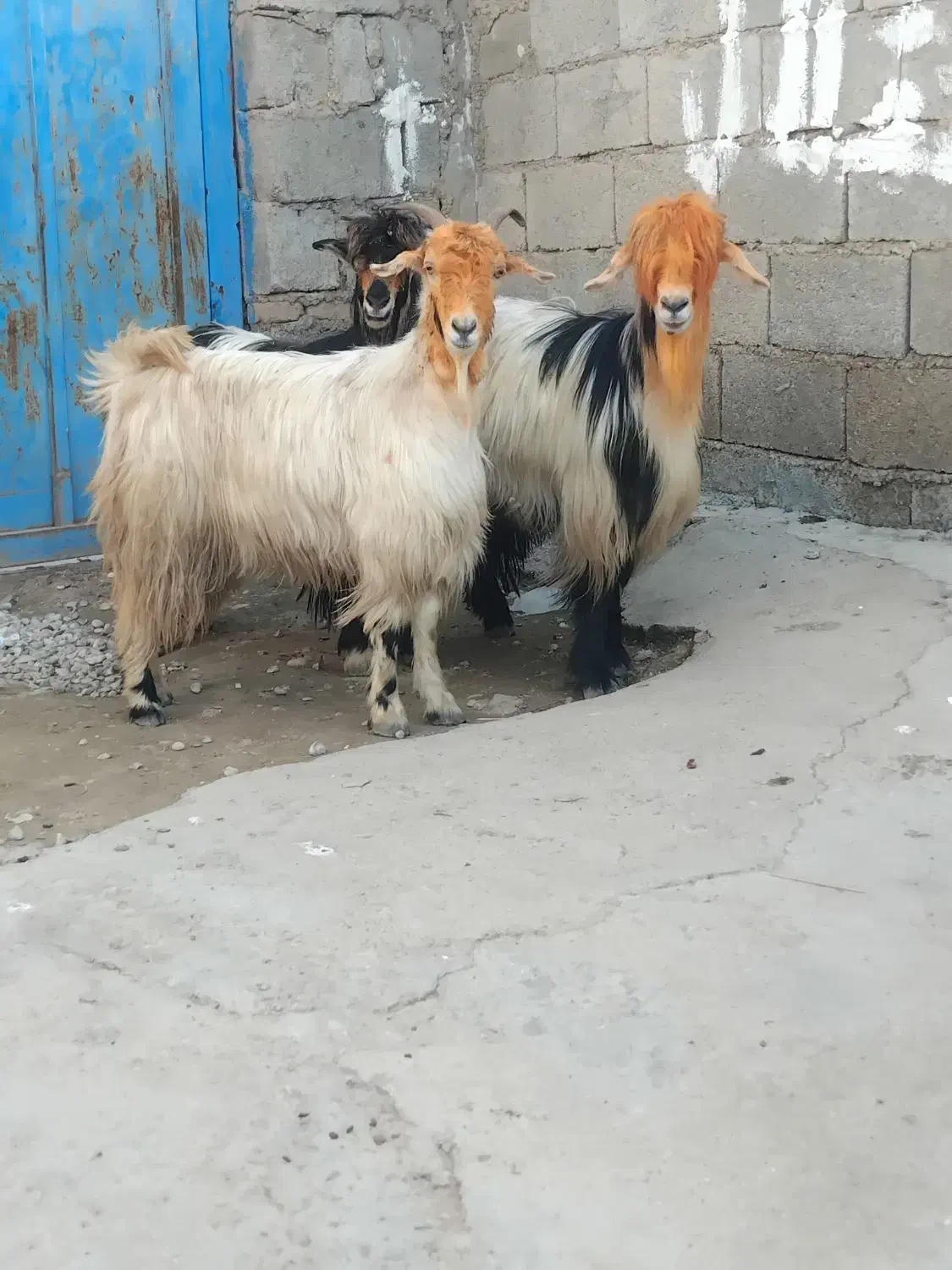 بز داشتی|حیوانات مزرعه|گتوند, |دیوار