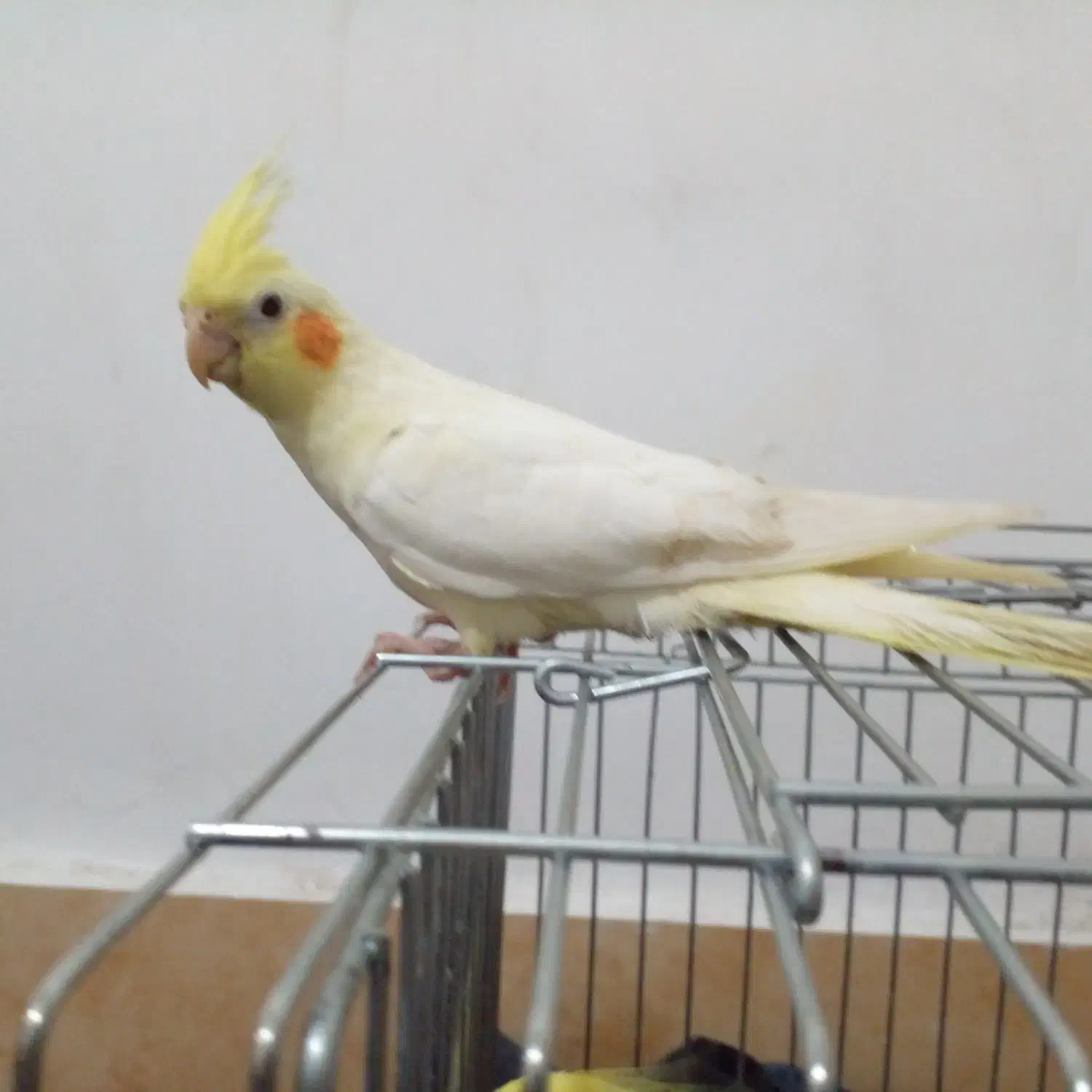 هلندی|پرنده|جم, |دیوار