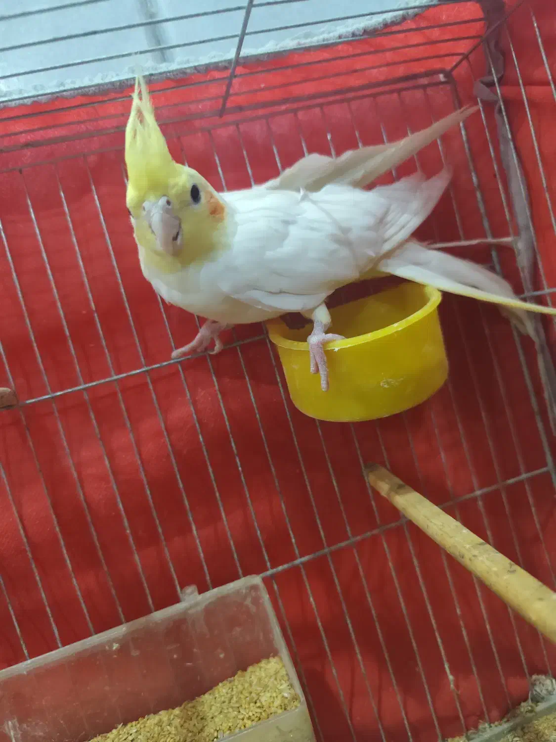 عروس هلندی|پرنده|اردکان, |دیوار