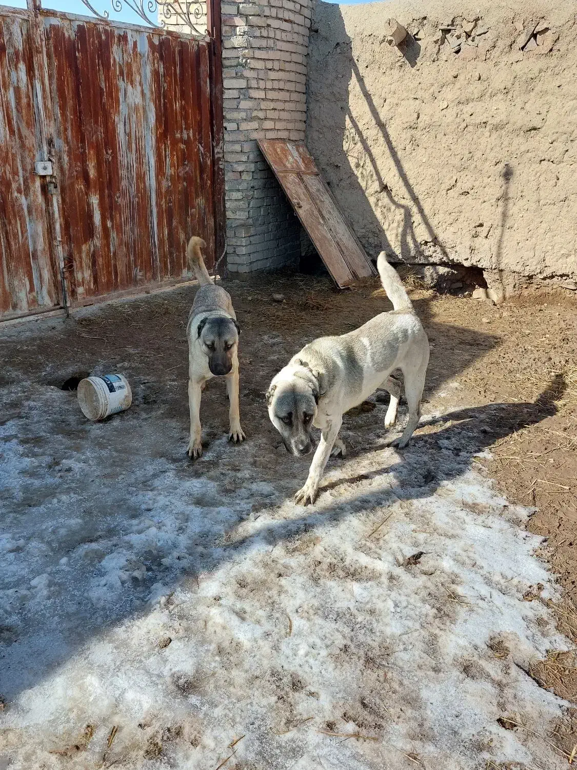 سگ سرابی گله‌ای|سگ|سردرود, |دیوار