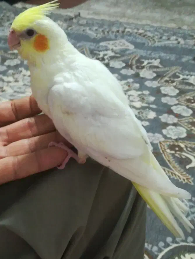 جوجه عروس هلندی سرلاکی|پرنده|اوز, |دیوار