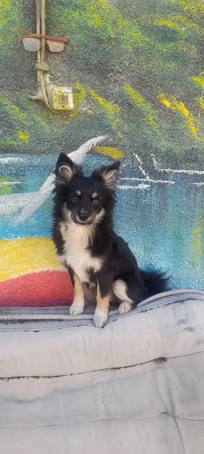 توله سگ پاکوتاه اشپیتز|سگ|بجنورد, |دیوار