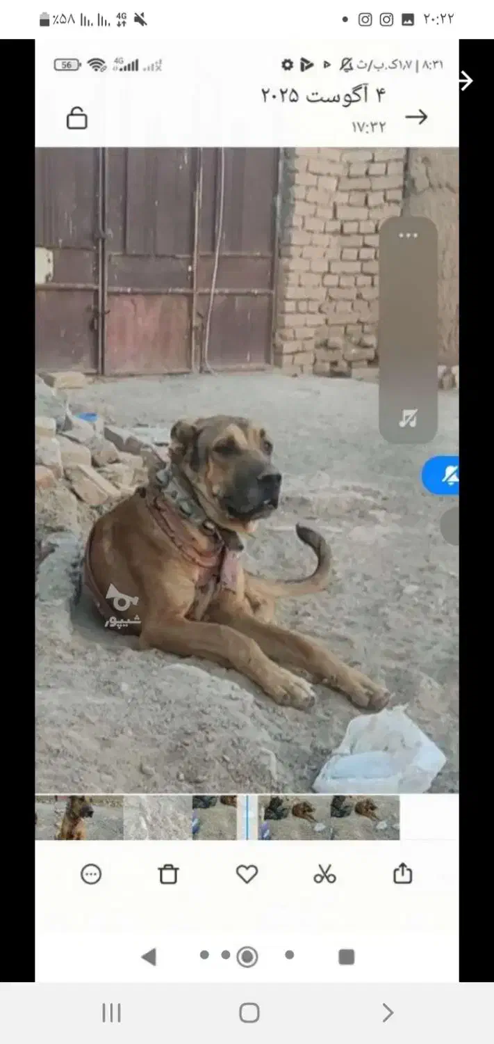 توله چهارده ماهه سروکله دار و درشت و ذات خوب|سگ|کاشمر, |دیوار