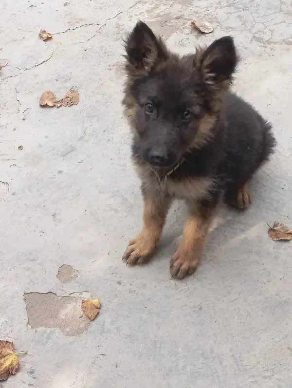 توله ژرمن پا خرگوشی معاوضه|سگ|جیرفت, |دیوار