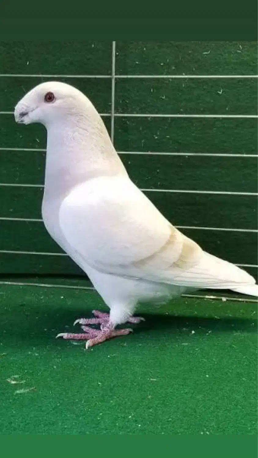 کله اسبی یا هومر|پرنده|سبزوار, امیر کبیر|دیوار