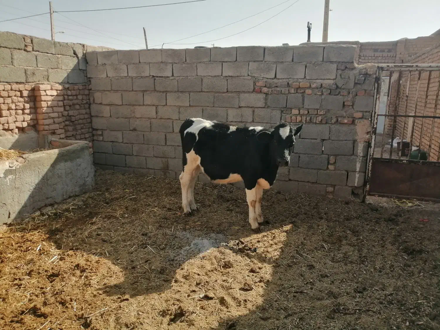 گوساله ماده|حیوانات مزرعه|بردسکن, |دیوار