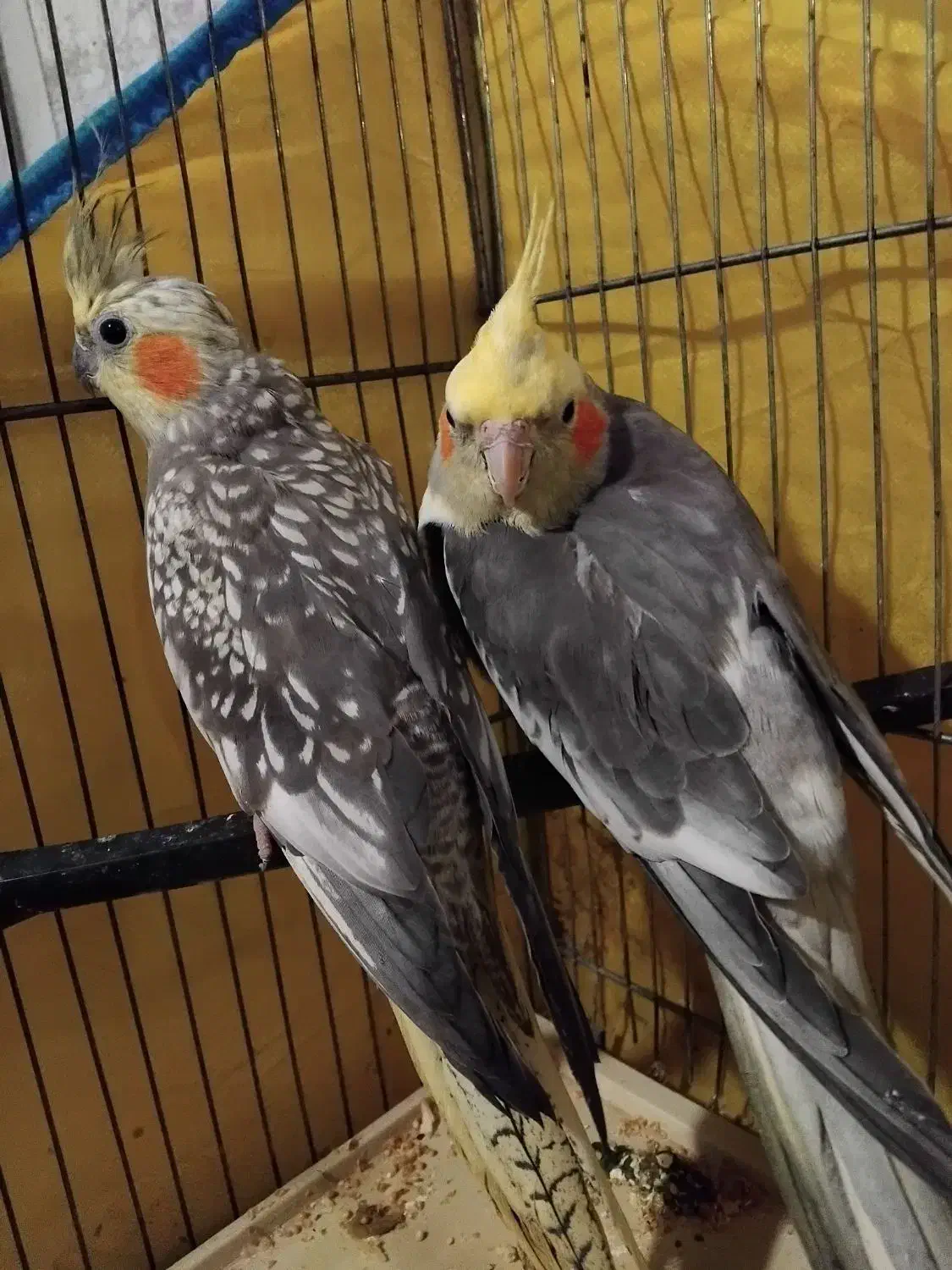 پرنده|پرنده|محمدشهر, محمدشهر|دیوار