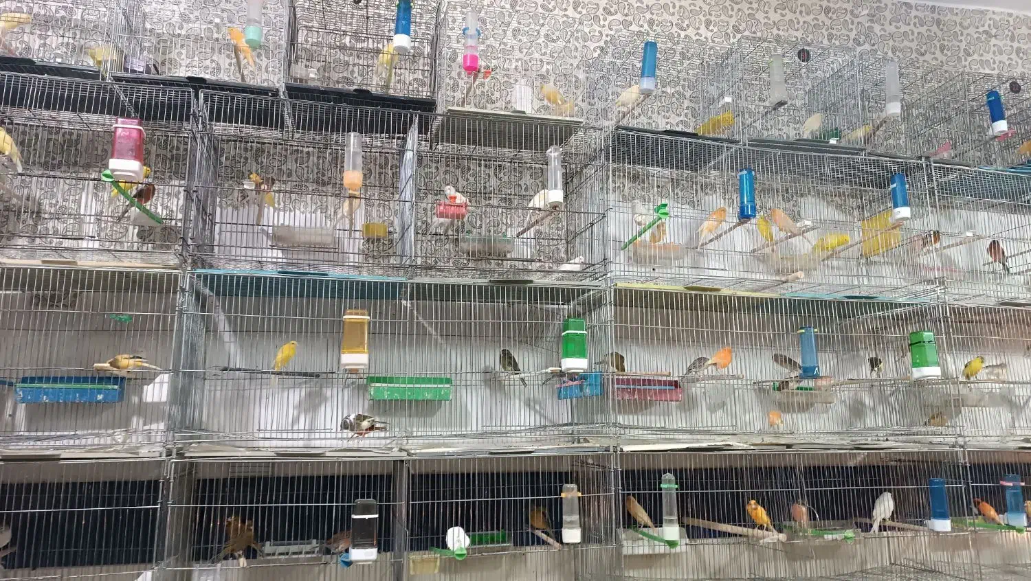 انواع قناری|پرنده|خرمدره, |دیوار