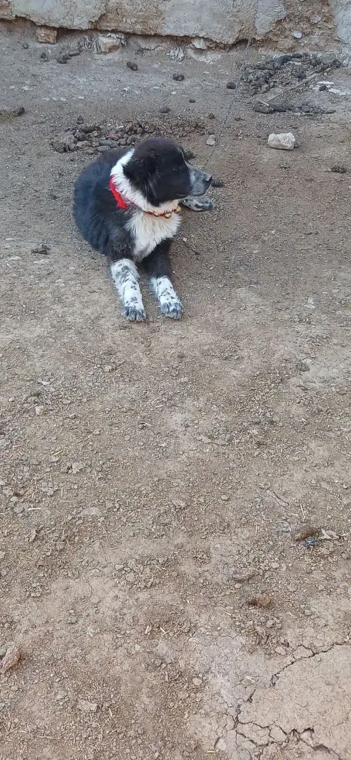 سگ سرابی|سگ|داران, |دیوار