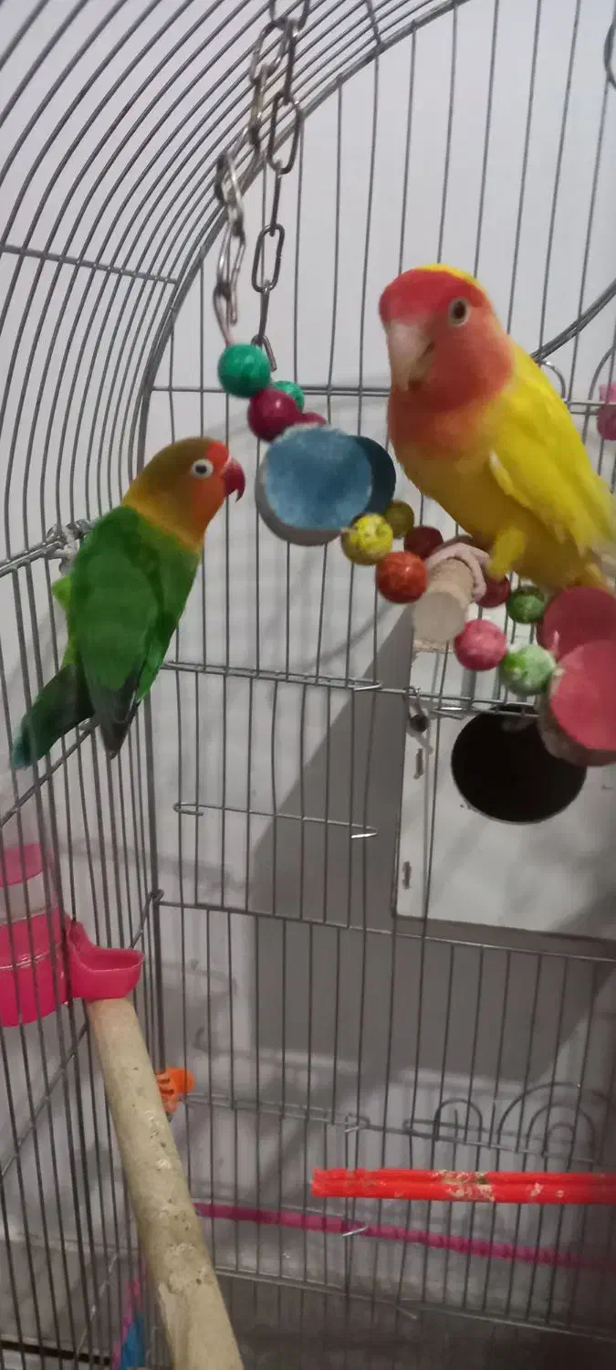 یک جفت کوتوله|پرنده|تربت جام, مطهری|دیوار