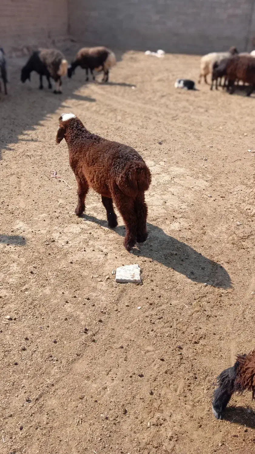 فروش میش آبستن و بره نر|حیوانات مزرعه|داراب, |دیوار