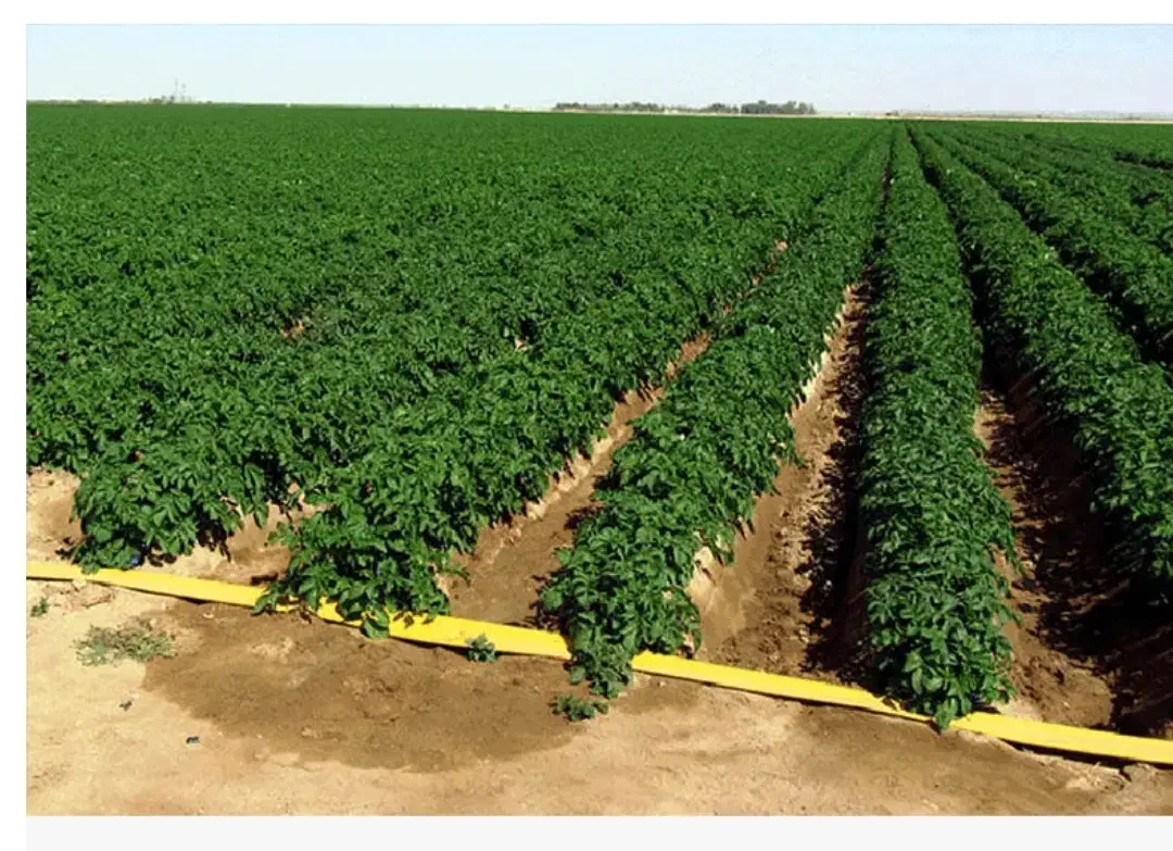 بذر سیب زمینی سانته|عمده‌فروشی|جیرفت, |دیوار