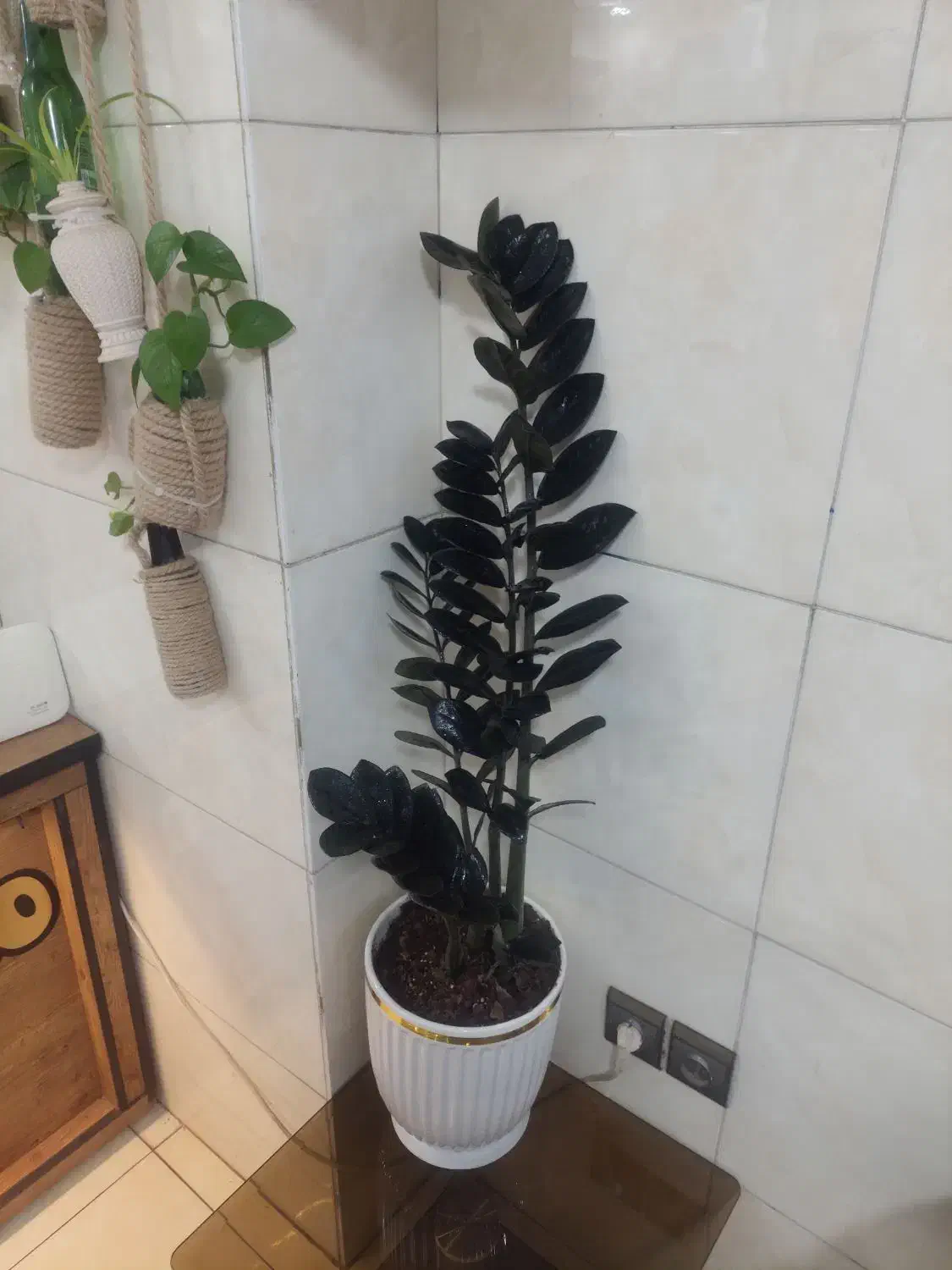 گل زامیفولیا|گل و گیاه طبیعی|کرج, خرمدشت|دیوار