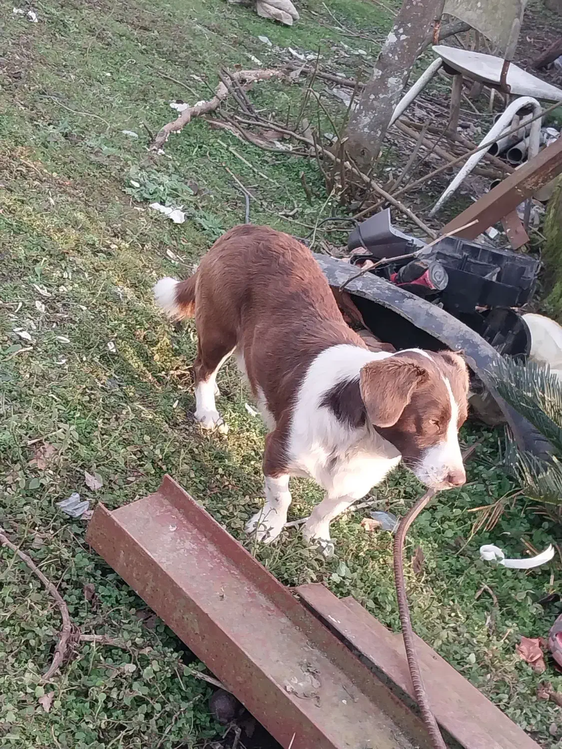 سگ گم شده|حیوانات|اسالم, |دیوار