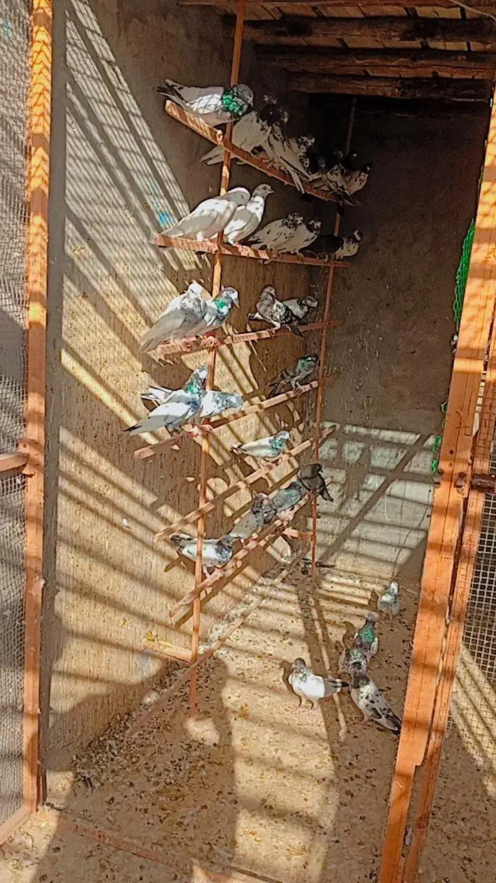 کفتر|پرنده|قشم, |دیوار